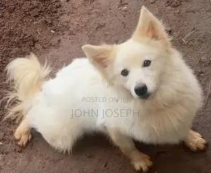 1+ year Male Purebred American Eskimo