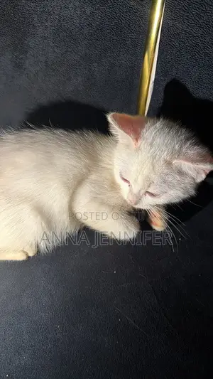 3-6 months Male Purebred Persian