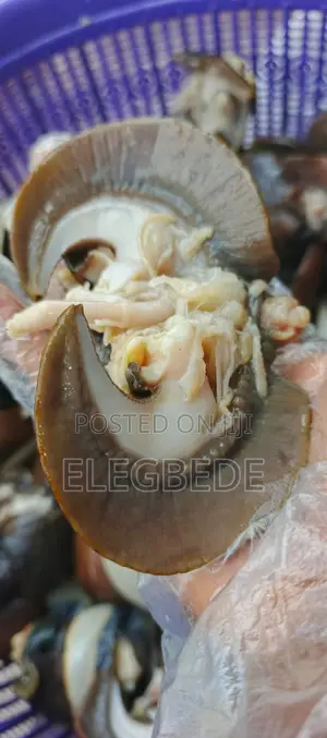 Frozen Snail and Dehydrated Snail