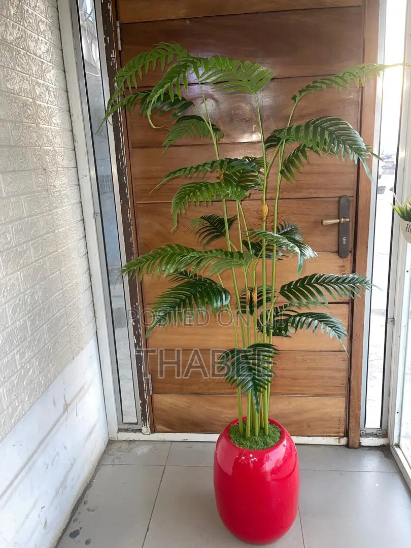 Palm Plant in Fibreglass Pots
