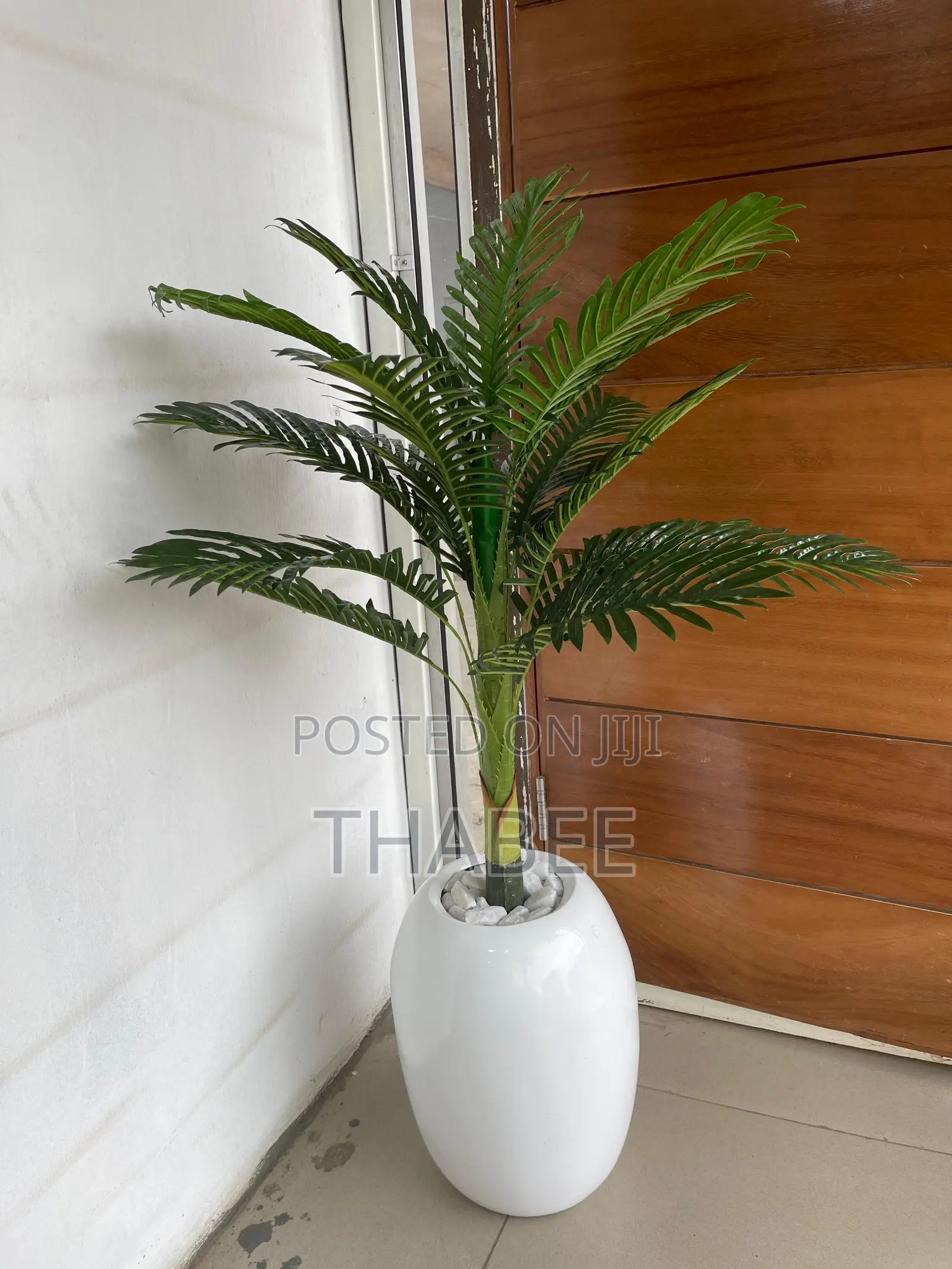 Palm Plant in Fibreglass Pots