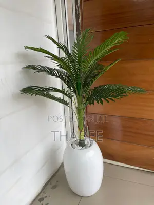 Palm Plant in Fibreglass Pots