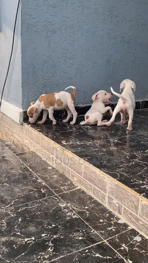 1-3 months Male Purebred American Pit Bull Terrier