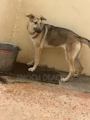 6-12 months Female Purebred German Shepherd
