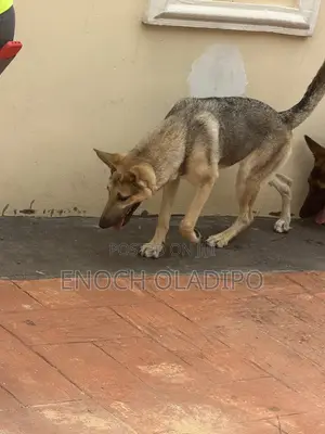 6-12 months Female Purebred German Shepherd