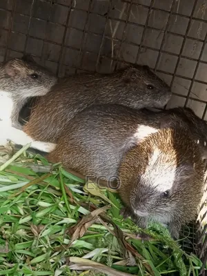 Premium 6-7 Months Old Grasscutter Colony for Sale