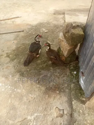 Ducks for Sale