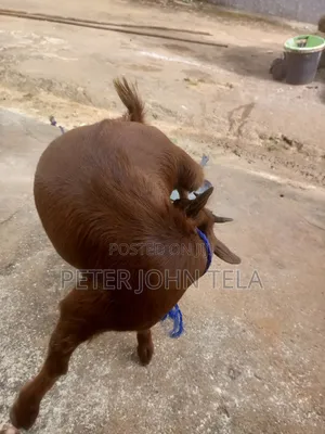 Pregnant Female Goat