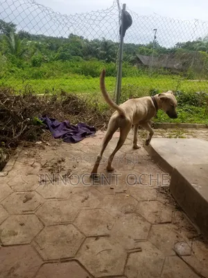 3-6 months Female Mixed Breed Boerboel
