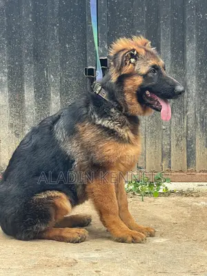 3-6 months Female Purebred German Shepherd