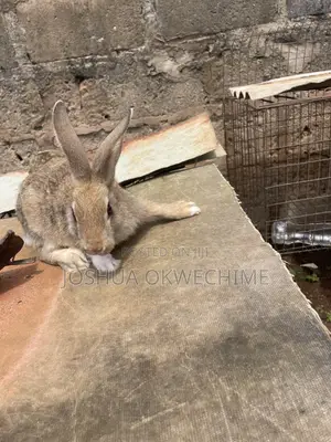 Healthy Male and Fema Rabbit