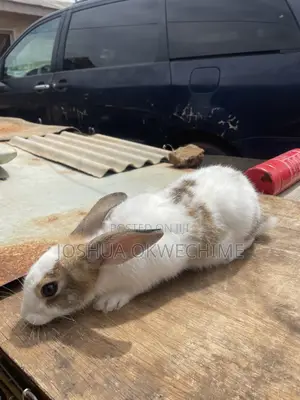 New Zealand White Rabbit