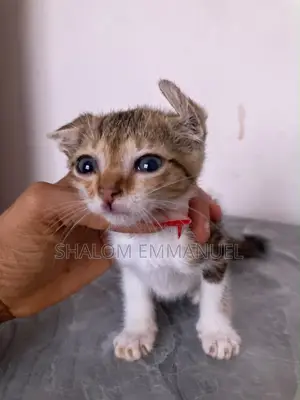 0-1 month Female Mixed Breed Mongrel (No Breed)