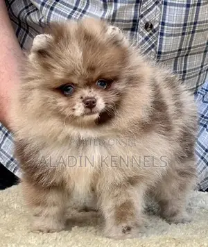 1-3 months Female Purebred Pomeranian