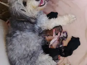0-1 month Male Purebred Lhasa Apso