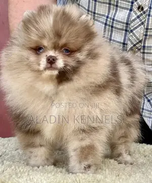 1-3 months Male Purebred Pomeranian