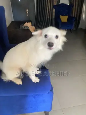 6-12 months Female Purebred American Eskimo