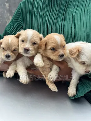 1-3 months Female Purebred Lhasa Apso