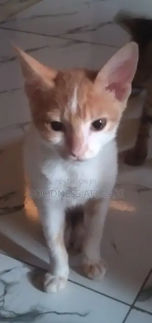 3-6 months Male Purebred Cat