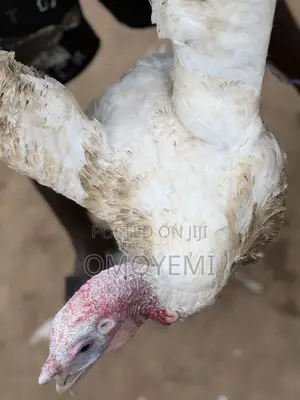 Foreign Turkey Available for Sale!
