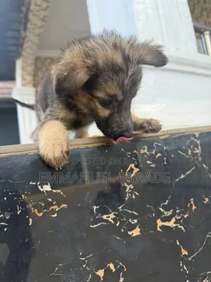 1-3 months Female Purebred German Shepherd