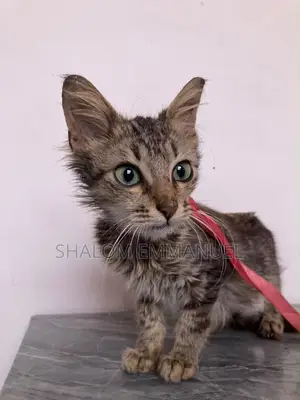 1-3 months Male Mixed Breed Tabby