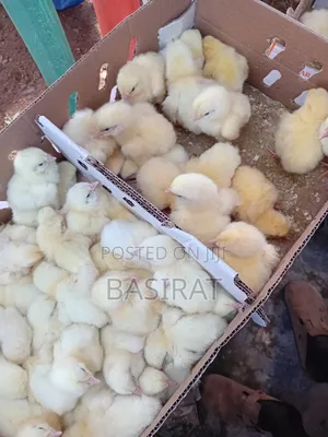 Broiler Day Old Chicks for Sale