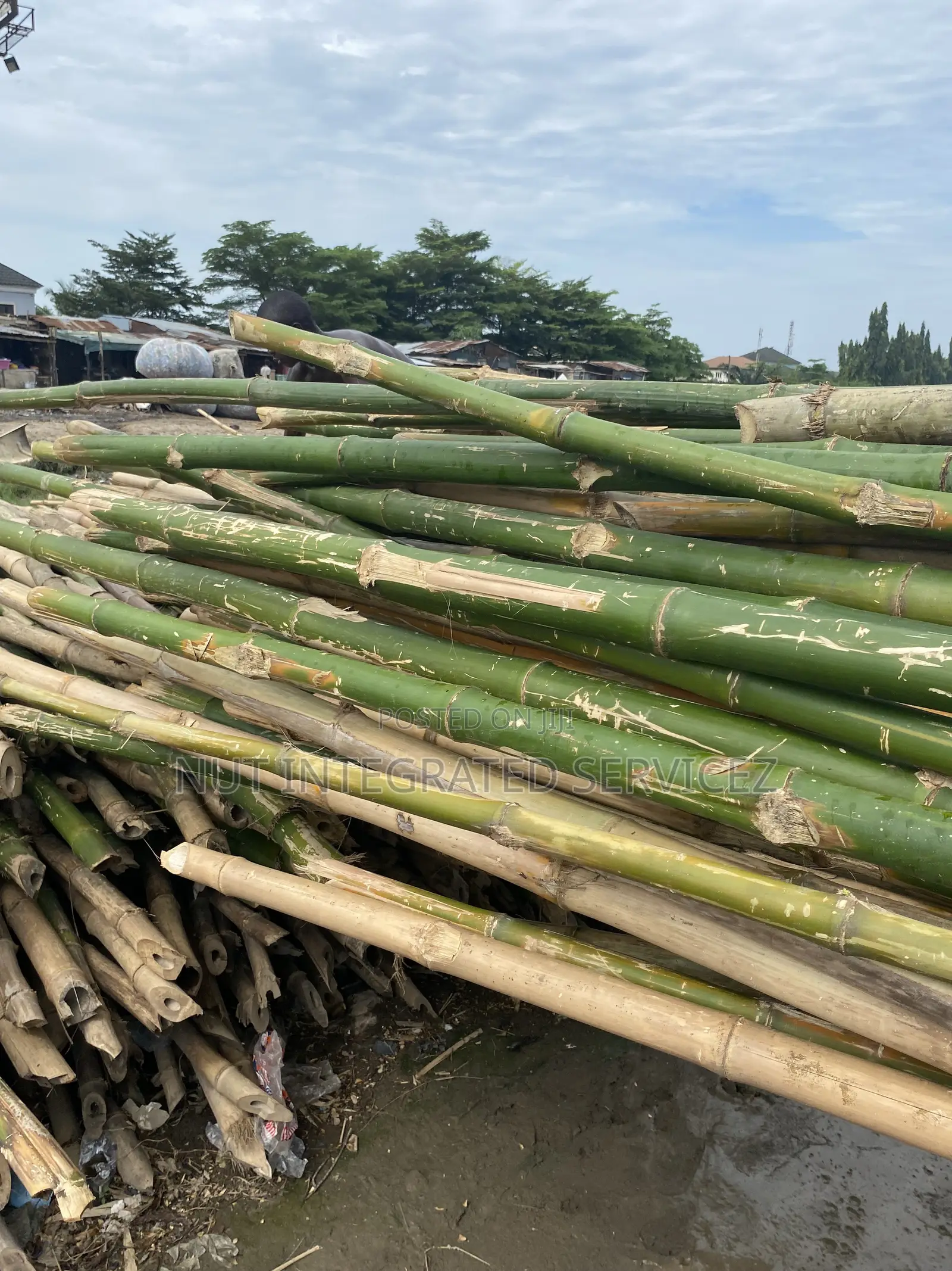 Scalable Lengthy Thick Bamboos