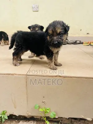 1-3 months Male Purebred German Shepherd