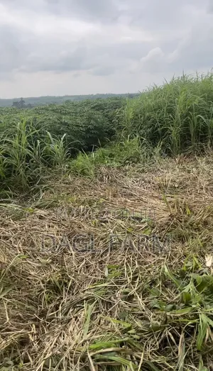 Farmland for Lease