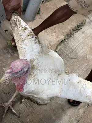 Premium Foreign Turkey for Sale!