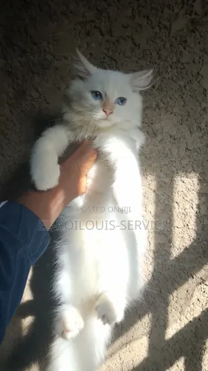 1-3 months Male Purebred Persian