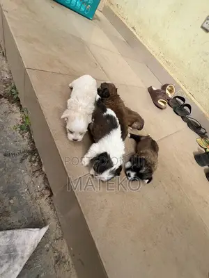 1-3 months Female Purebred Lhasa Apso