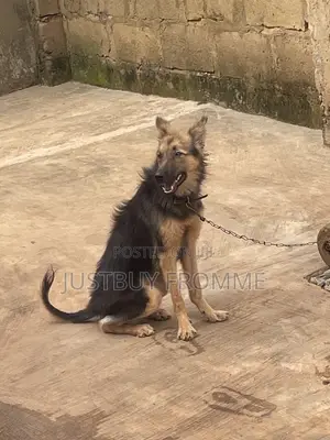 3-6 months Female Purebred German Shepherd