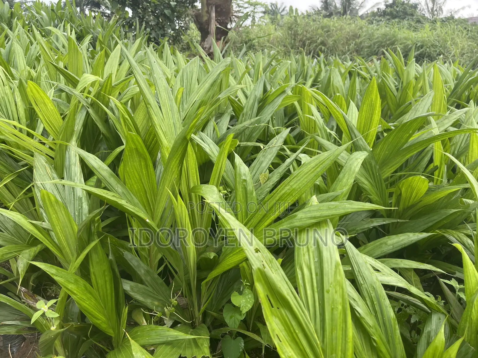AGRO Products