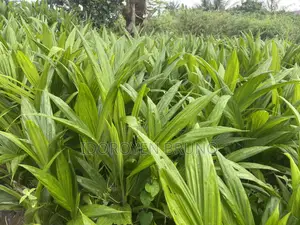 AGRO Products
