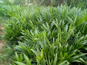 AGRO Products