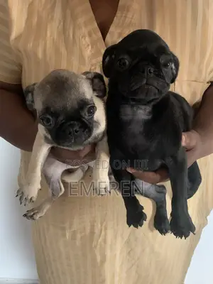 3-6 months Female Purebred Pug