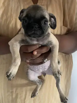 3-6 months Female Purebred Pug