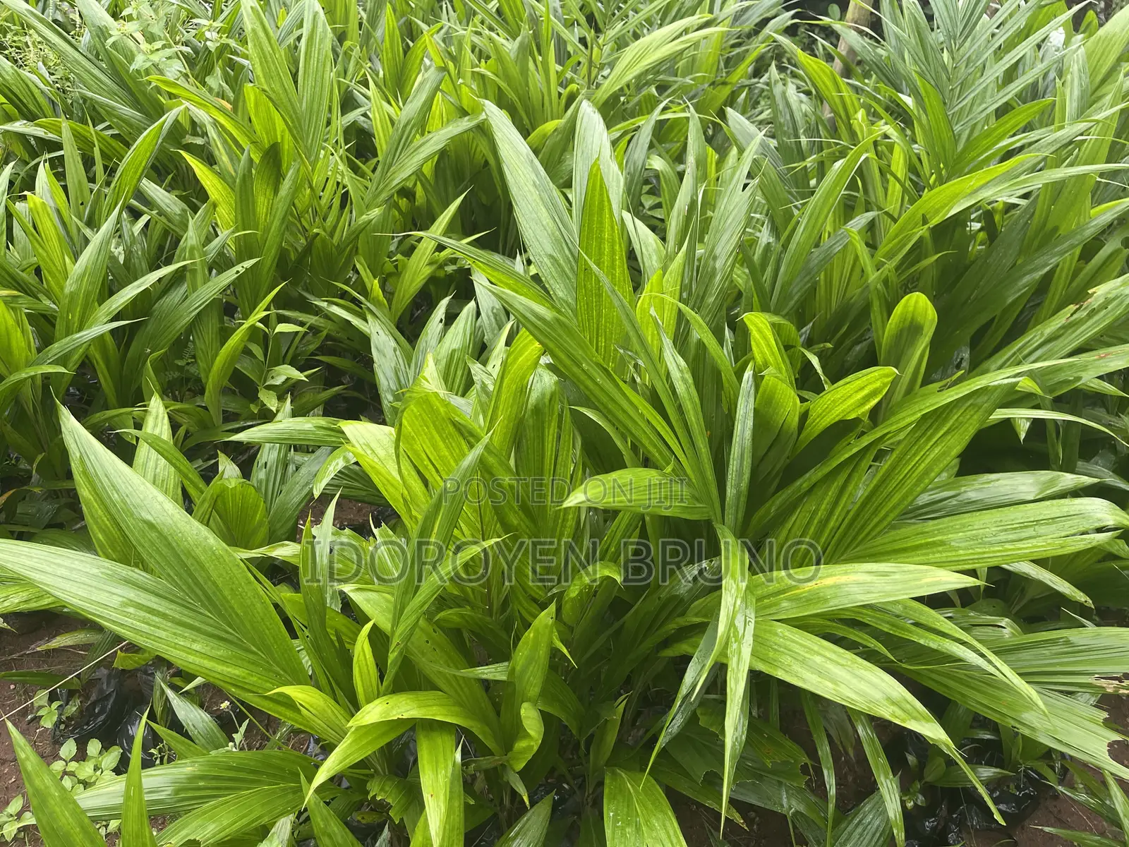 AGRO Products