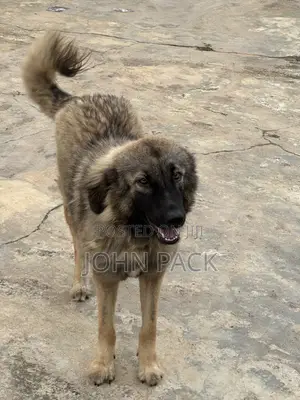 6-12 months Female Purebred Caucasian Shepherd