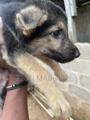 1-3 months Male Purebred German Shepherd