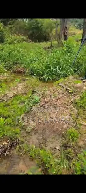 4 Plots of Virgin Dry Land for Sale at Ilogbo, Ogun State