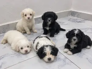 0-1 month Female Purebred Lhasa Apso