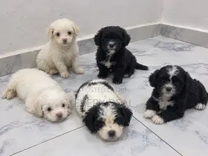 0-1 month Female Purebred Lhasa Apso