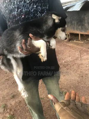 1-3 months Female Purebred Siberian Husky