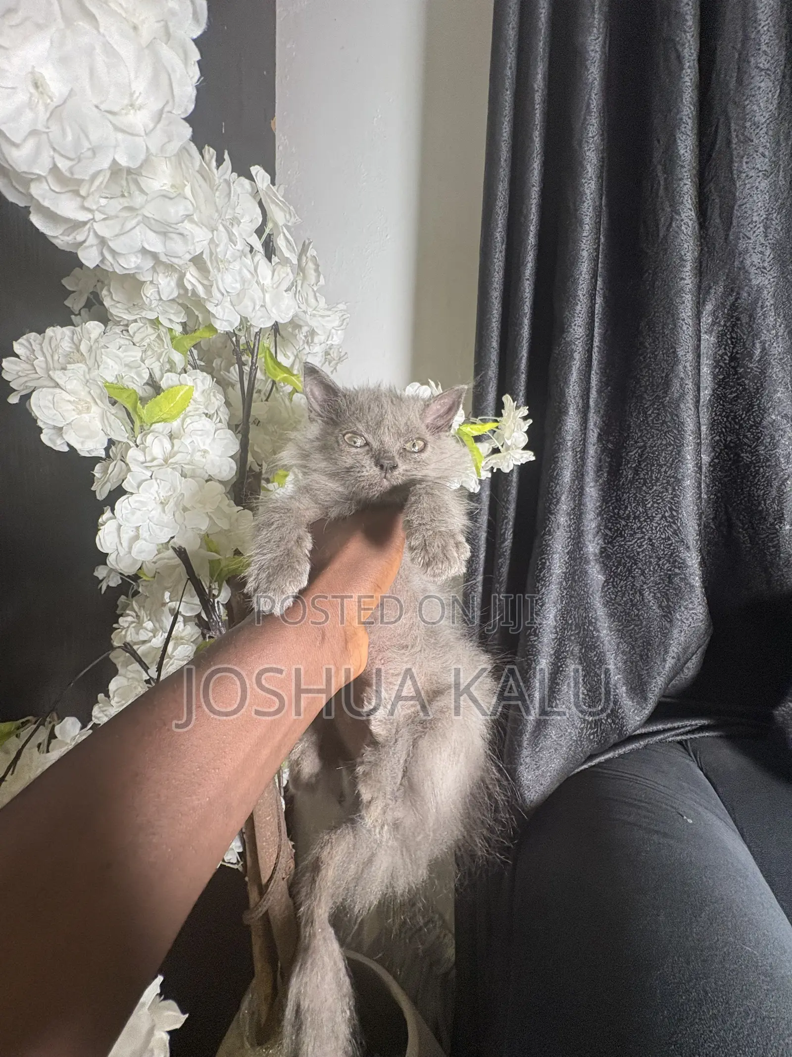 1-3 months Female Purebred Persian