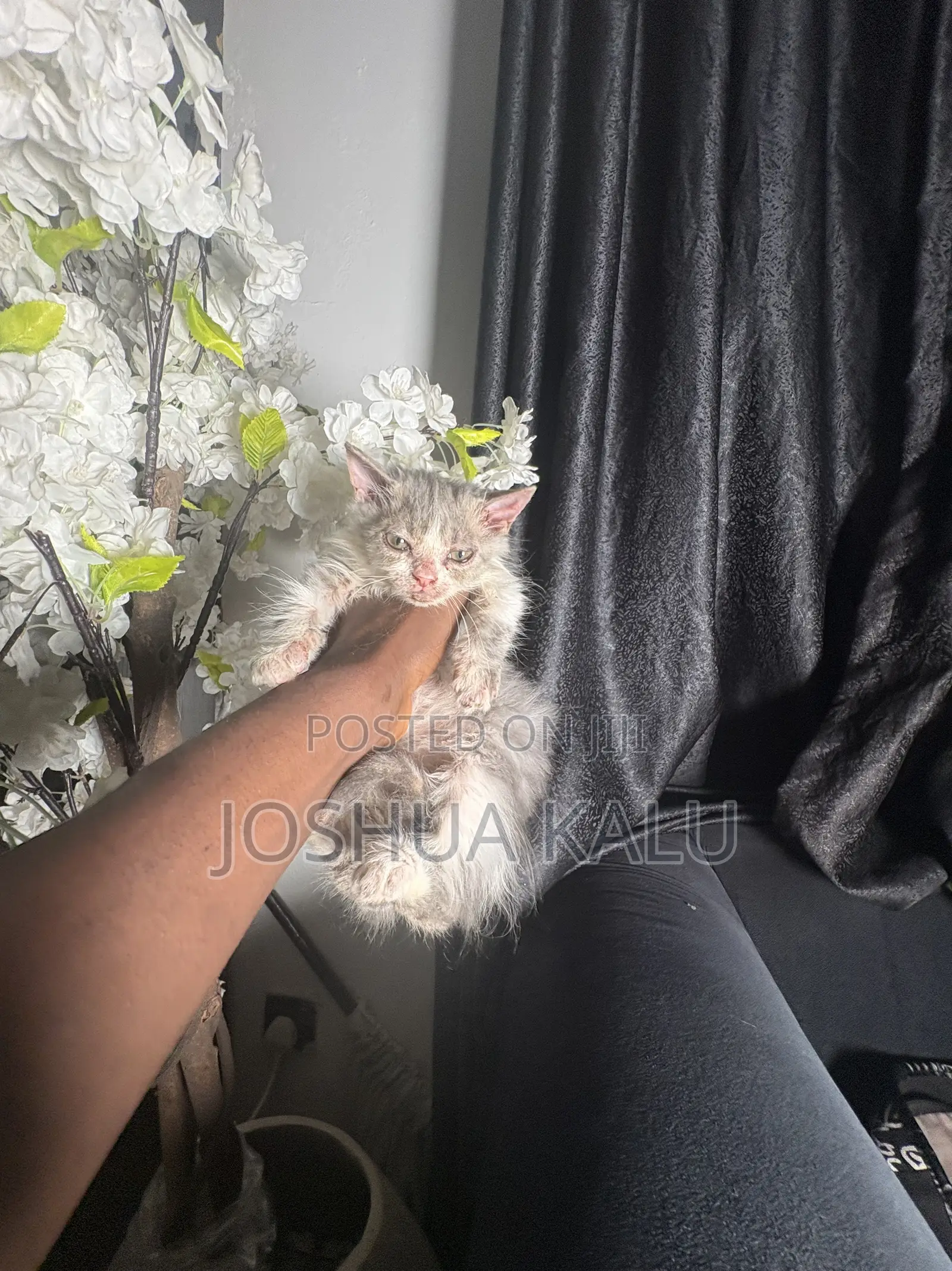 1-3 months Female Purebred Persian