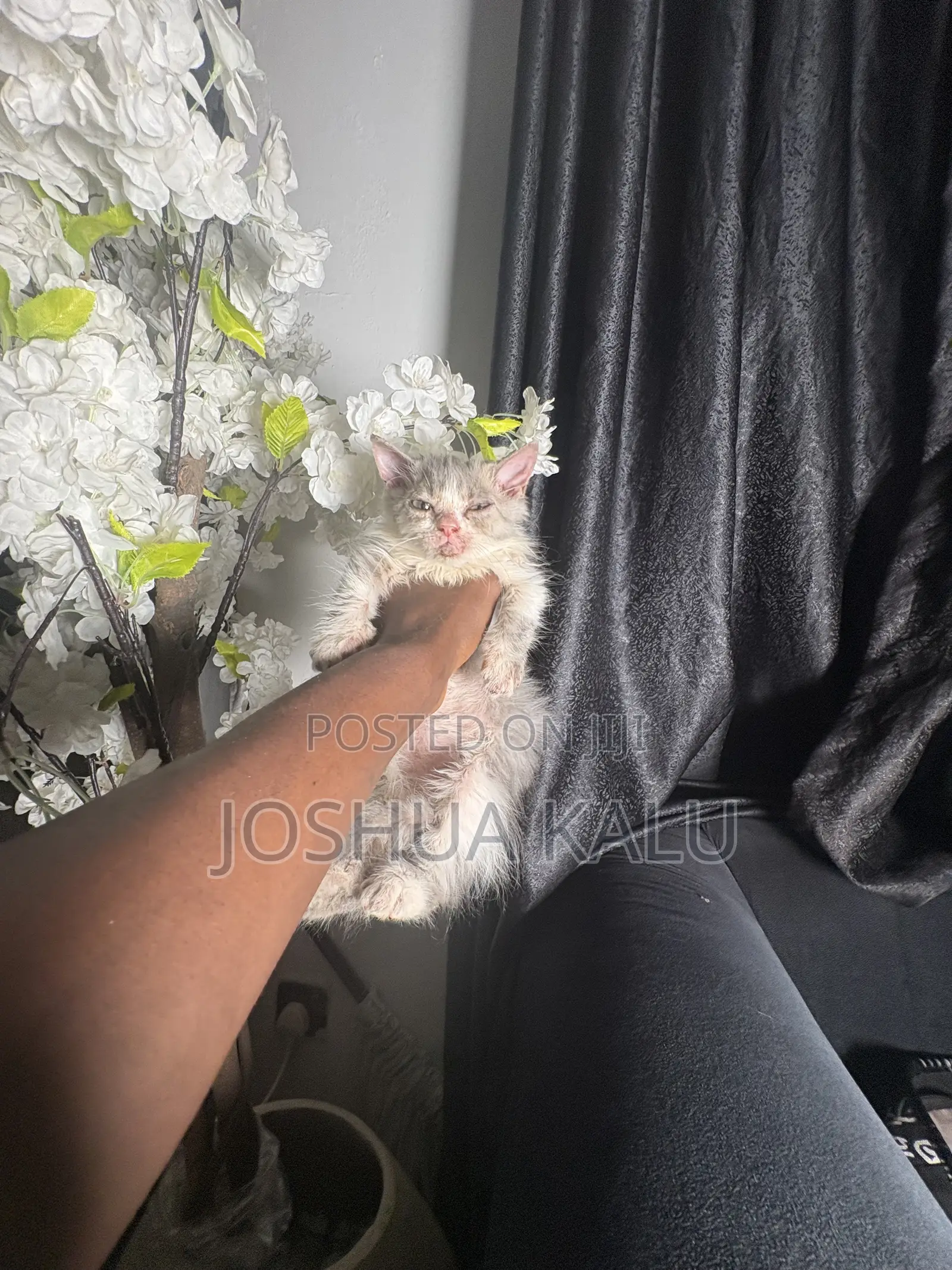 1-3 months Female Purebred Persian