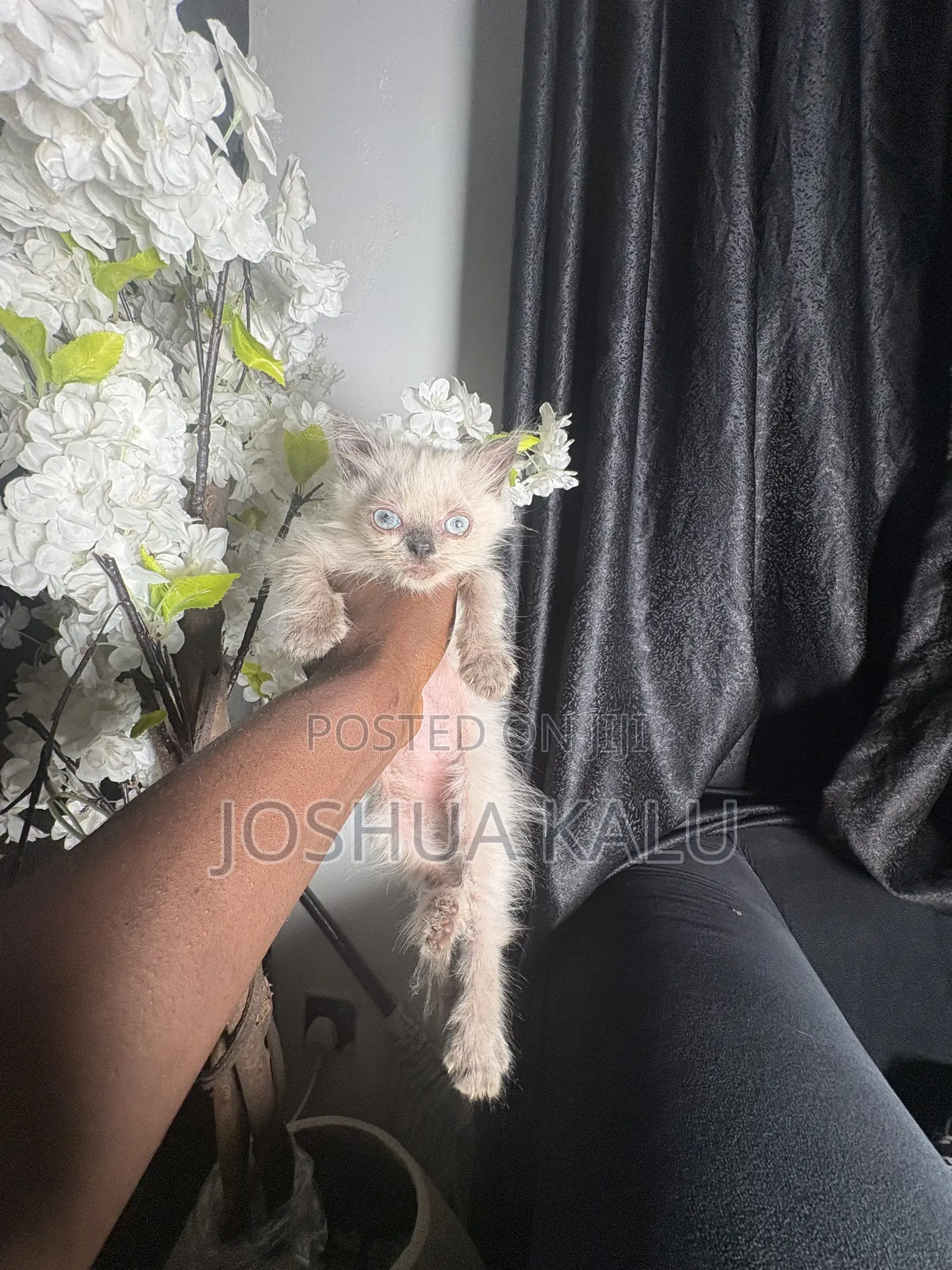 1-3 months Female Purebred Persian